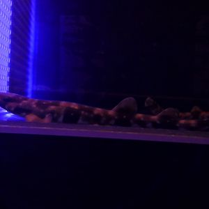 Cloudy Catshark (Scyliorhinus torazame)