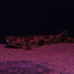 Cloudy Catshark (Scyliorhinus torazame)