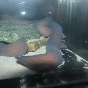 Brown Hagfish (Paramyxine atami)