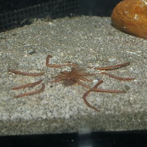 Deep Sea Spider (Ascorhynchus japonicus)