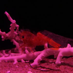 Eugonatonotus chacei