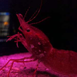 Coonstripe Shrimp (Pandalus hypsinotus)