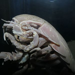 Giant Isopod (Bathynomus cf. giganteus)