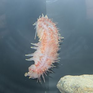 Deep Sea Cucumber (Laetmogone maculata)