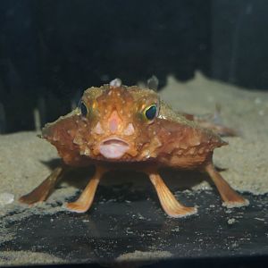 Giant Triangular Batfish (Malthopsis gigas)