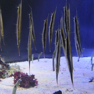 Jointed Razorfish (Aeoliscus strigatus)