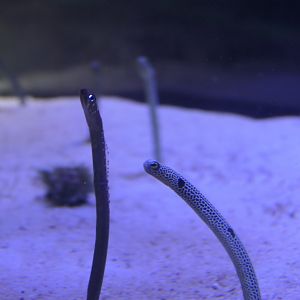 Whitespotted Garden Eel (Gorgasia maculata) and Spotted Garden Eel (Heteroconger hassi)
