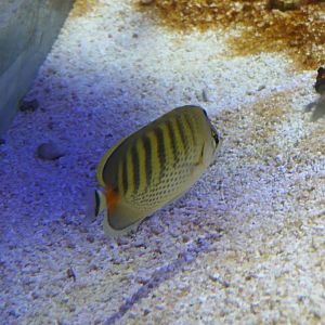 Spotband Butterflyfish (Chaetodon punctatofasciatus)