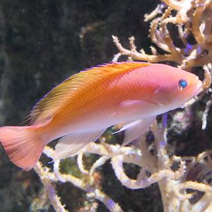 Stocky Anthias (Pseudanthias hypselosoma)