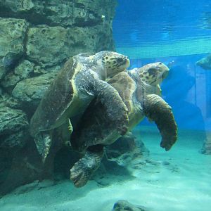 Loggerhead Sea Turtle (Caretta caretta)