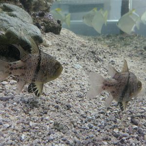 Orbicular Cardinalfish (Sphaeramia orbicularis)