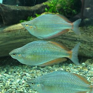 Goldie River Rainbowfish (Melanotaenia goldiei)