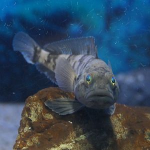 Emerald Notothen (Trematomus bernacchi)