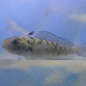 Bald Notothen (Pagothenia borchgrevinki)