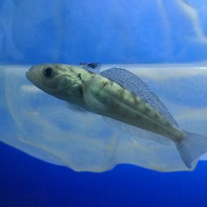 Bald Notothen (Pagothenia borchgrevinki)