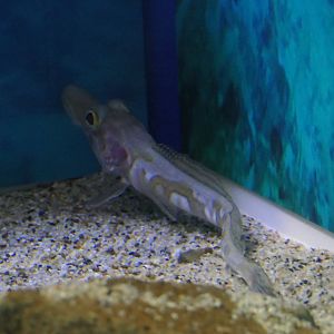 Mawson's Dragonfish (Cygnodraco mawsoni)