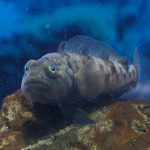 Emerald Notothen (Trematomus bernacchi)