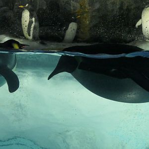 Emperor Penguin (Aptenodytes forsteri)