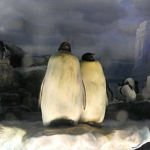 Emperor Penguin (Aptenodytes forsteri)
