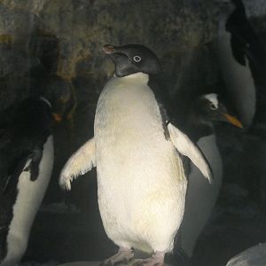 Adélie Penguin (Pygoscelis adeliae)