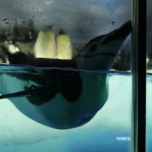 Chinstrap Penguin (Pygoscelis antarcticus)