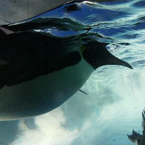 Emperor Penguin (Aptenodytes forsteri)