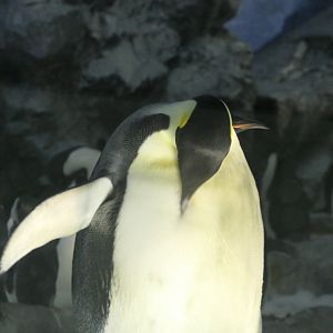 Emperor Penguin (Aptenodytes forsteri)