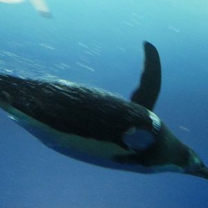 Gentoo Penguin (Pygoscelis papua)