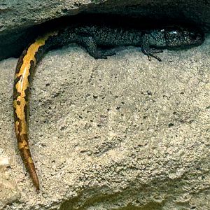 Western Long-toed Salamander