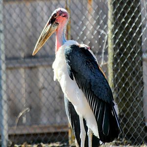 Marabou Stork