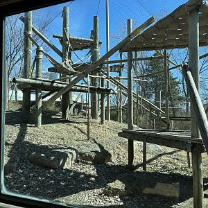 Sumatran Orangutan Habitat