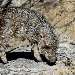 Chacoan Peccary baby