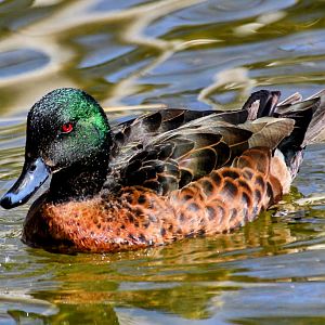 Chestnut Teal