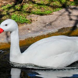 Coscoroba Swan