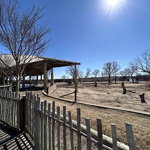 Reed Family Elephants of the Zambezi River Valley