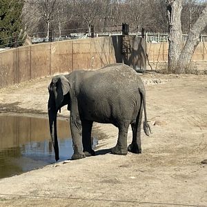 African Bush Elephant