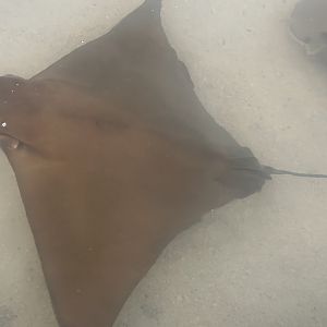 Cownose Ray