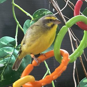 Yellow-fronted Canary