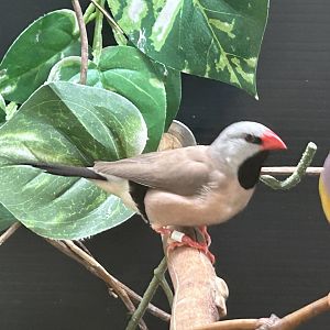 Long-tailed Finch