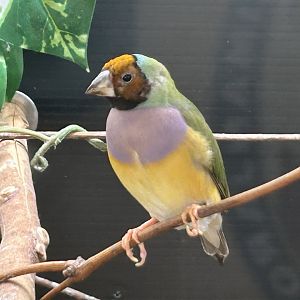 Gouldian Finch