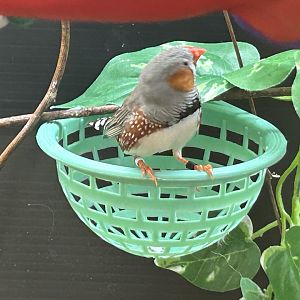 Zebra Finch