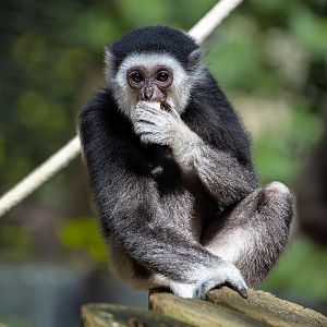 Mileena, White-handed gibbon (Hylobates lar)