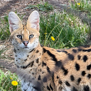 Serval (Leptailurus serval)