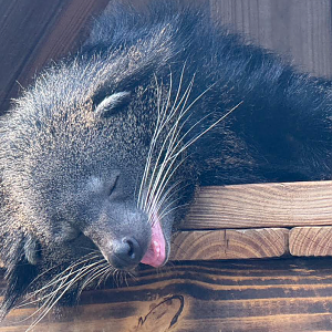 Binturong (Arctictis binturong)