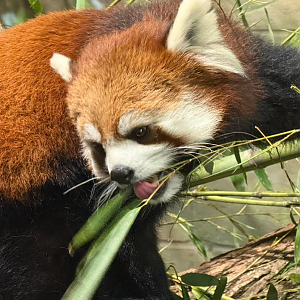 Red Panda (Ailurus fulgens)