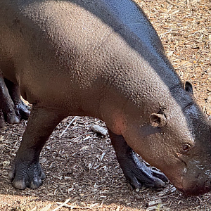 Pygmy Hippopotamus (Choeropsis liberiensis)
