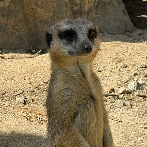 Meerkat (Suricata suricatta)