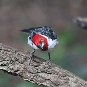Seen in the Rainforest Kingdom at ZSL London Zoo