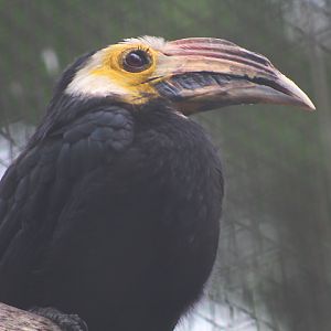 Southern Sulawesi hornbill (Rhabdotorrhinus exarhatus sanfordi) - Bird Park