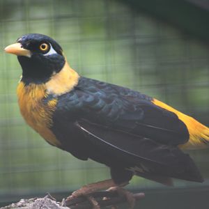 Western golden myna (Mino anais anais) - Bird Park